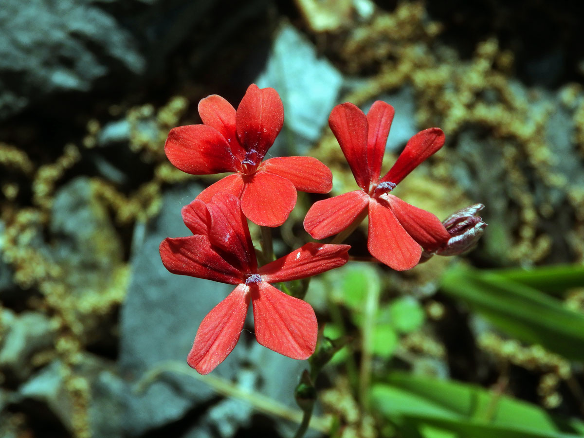 Freesia laxa (Thunb.) Goldblatt et J. C. Manning