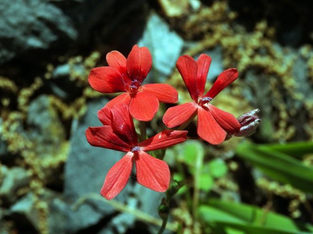 Freesia laxa (Thunb.) Goldblatt et J. C. Manning