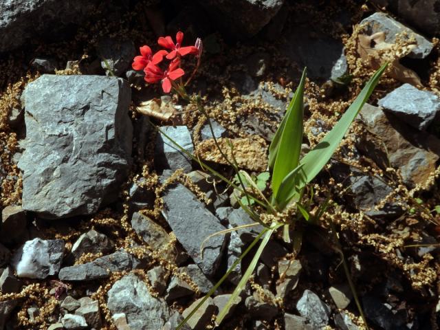 Freesia laxa (Thunb.) Goldblatt et J. C. Manning