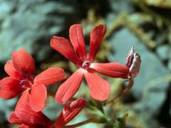 Freesia laxa (Thunb.) Goldblatt et J. C. Manning