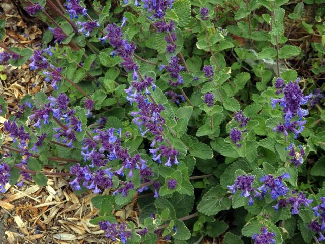 Šanta zkřížená (Nepeta faasenii Stearn)