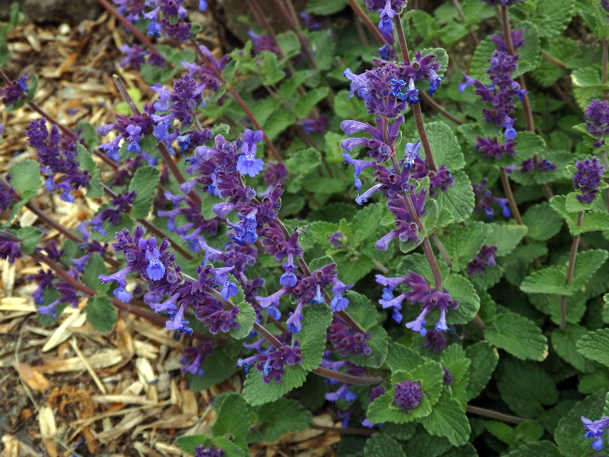 Šanta zkřížená (Nepeta faasenii Stearn)