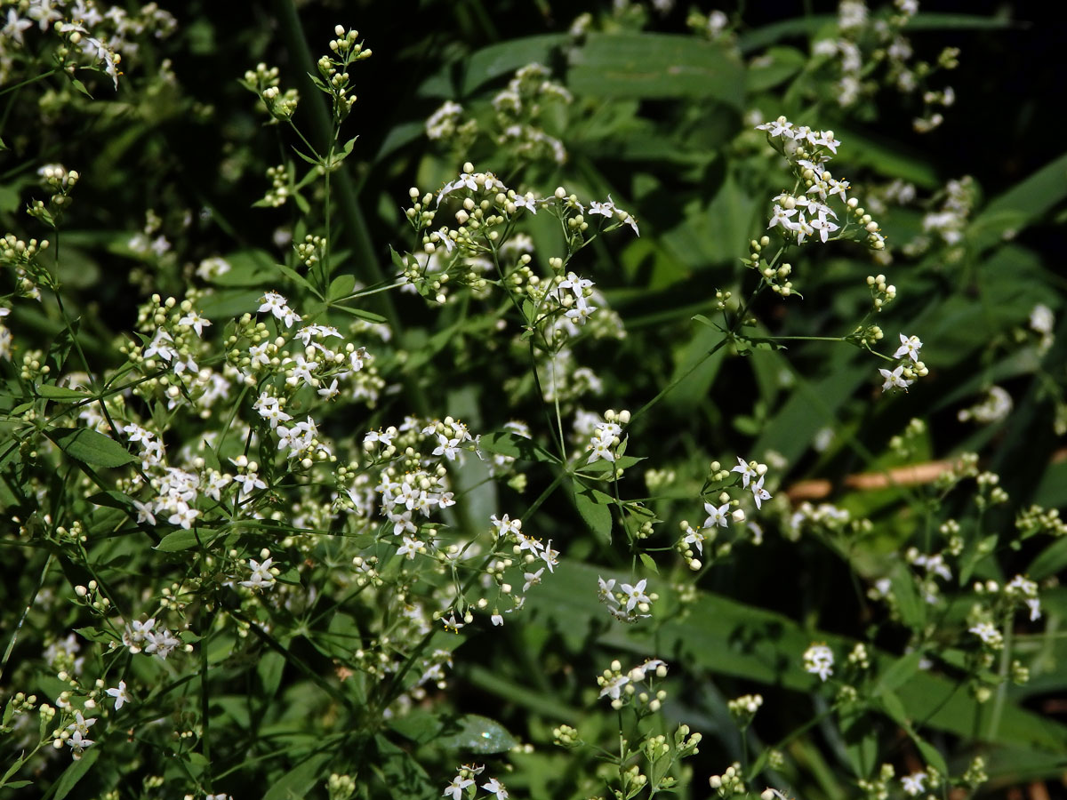 Svízel Schultesův (Galium schlutesii Vest.)