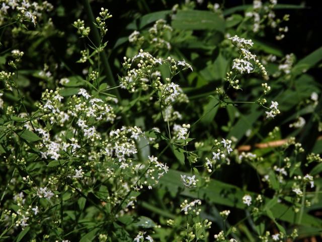 Svízel Schultesův (Galium schlutesii Vest.)