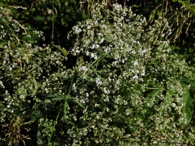 Svízel Schultesův (Galium schlutesii Vest.)