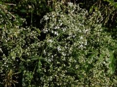 Svízel Schultesův (Galium schlutesii Vest.)