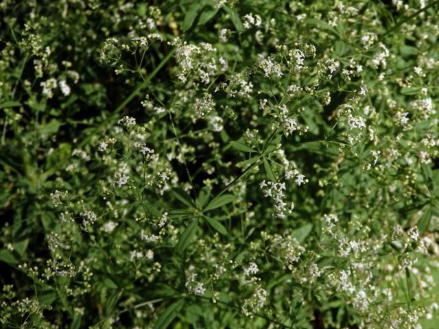 Svízel Schultesův (Galium schlutesii Vest.)