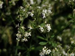 Svízel Schultesův (Galium schlutesii Vest.)