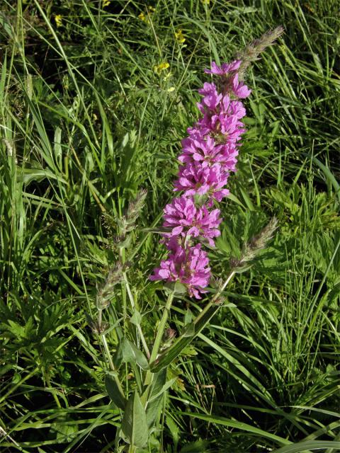 Kyprej vrbice (Lythrum salicaria L.)