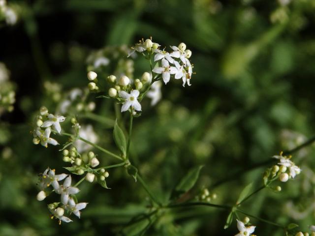 Svízel Schultesův (Galium schlutesii Vest.)