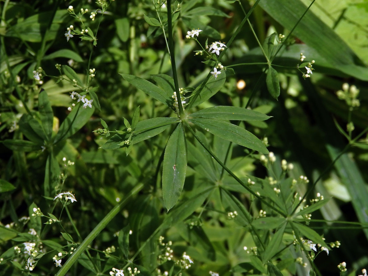 Svízel Schultesův (Galium schlutesii Vest.)