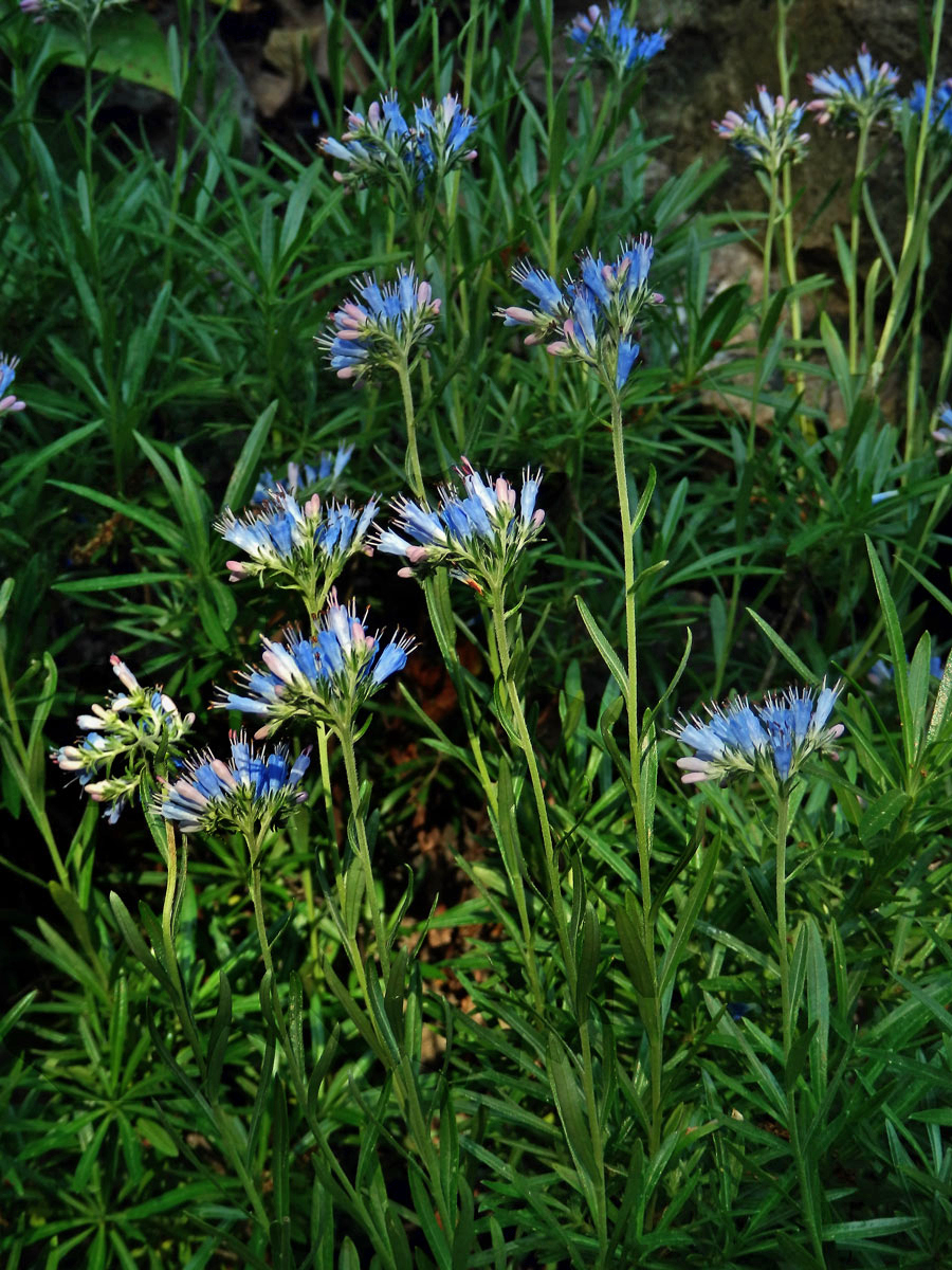 Moltkia petraea (Tratt.) Griseb.