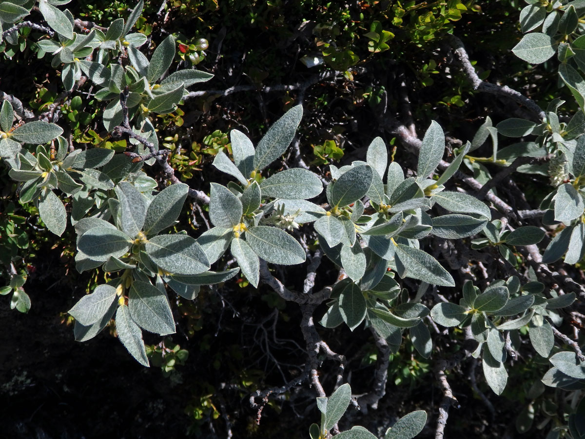 Vrba (Salix glauca L.)