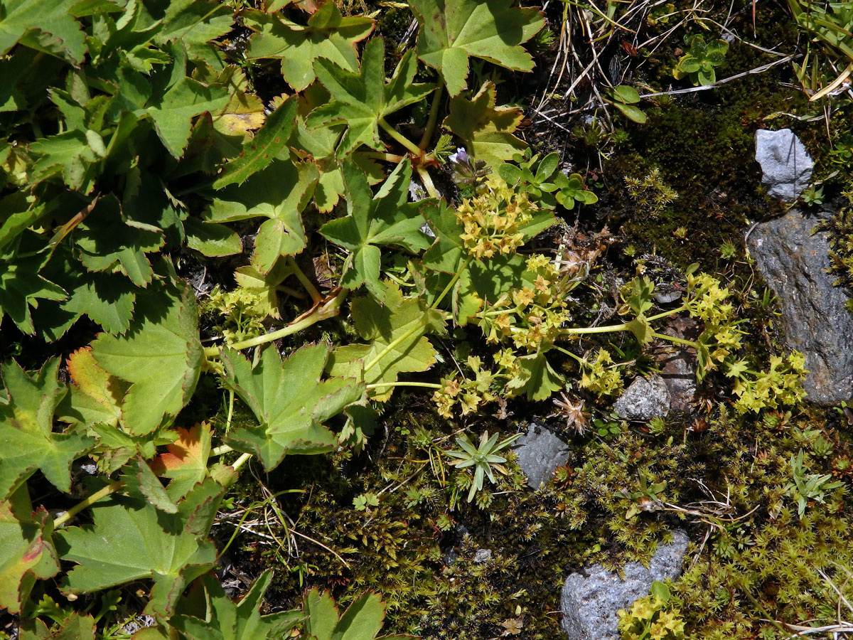 Kontryhel tupý (Alchemilla obtusa Buser)