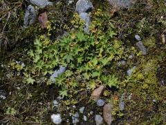 Kontryhel tupý (Alchemilla obtusa Buser)