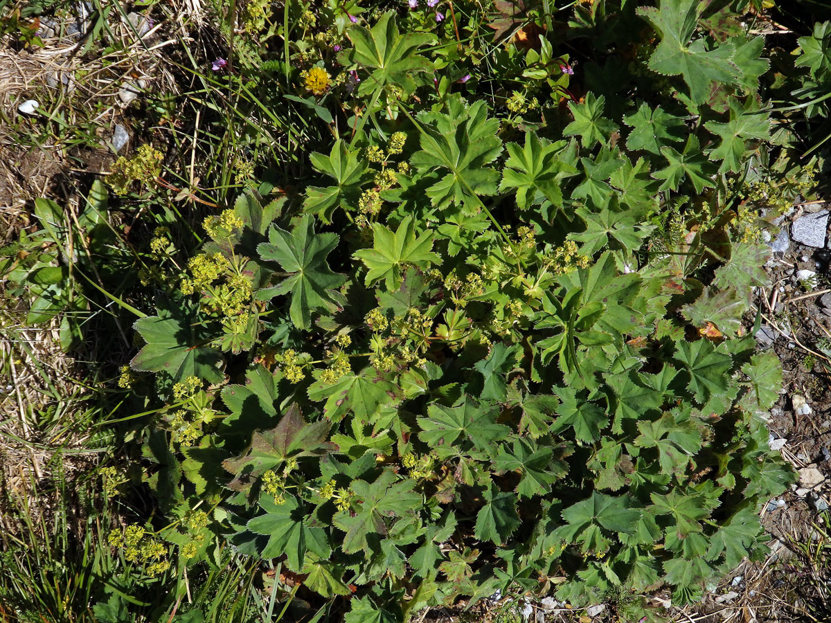 Kontryhel tupý (Alchemilla obtusa Buser)