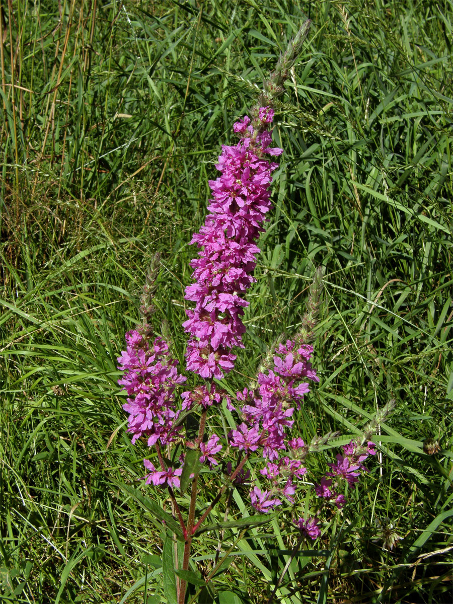 Kyprej vrbice (Lythrum salicaria L.)