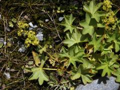 Kontryhel tupý (Alchemilla obtusa Buser)