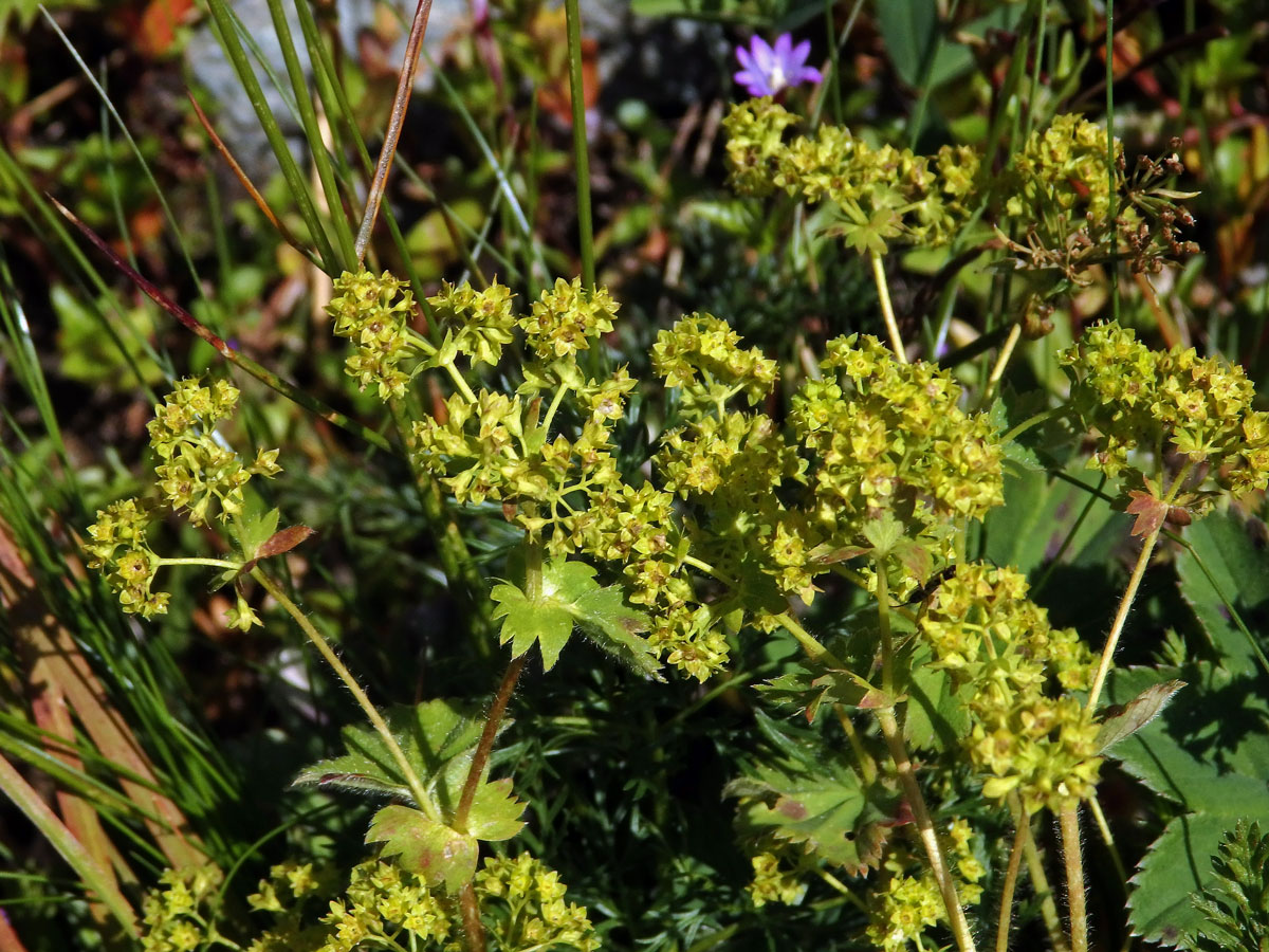 Kontryhel tupý (Alchemilla obtusa Buser)