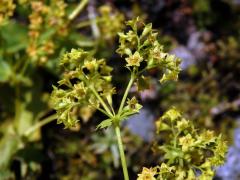 Kontryhel tupý (Alchemilla obtusa Buser)