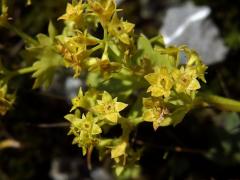 Kontryhel tupý (Alchemilla obtusa Buser)