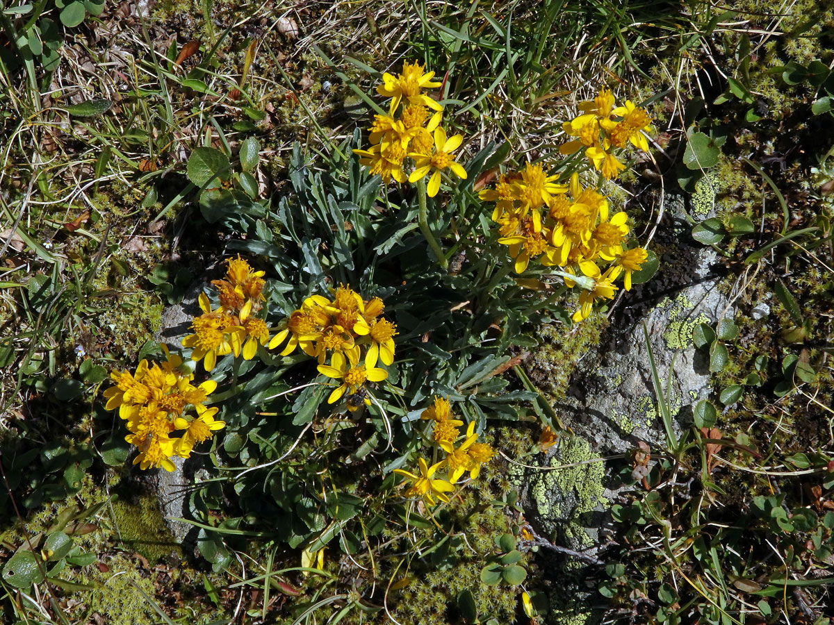 Starček šedý (Senecio incanus subsp. incanus L.)