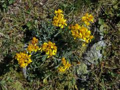 Starček šedý (Senecio incanus subsp. incanus L.)   