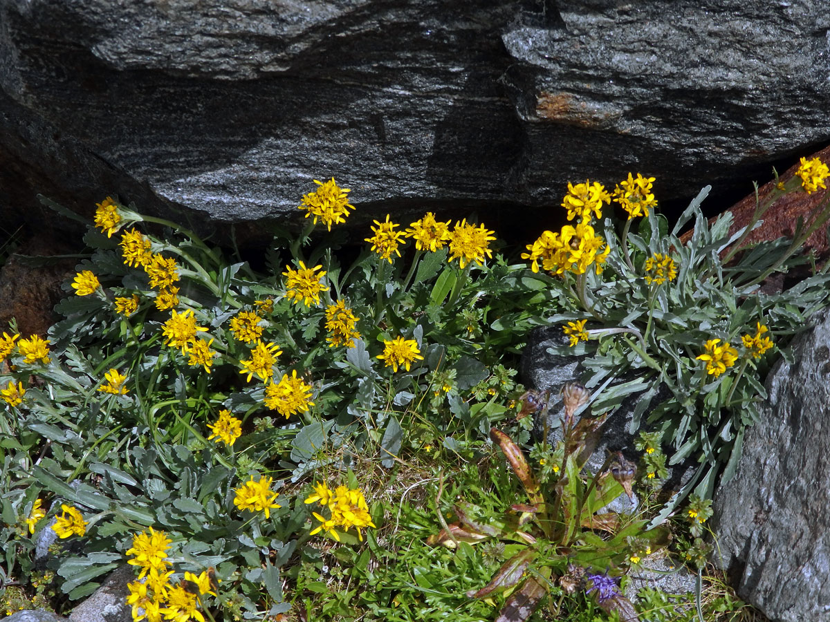 Starček šedý (Senecio incanus subsp. incanus L.)