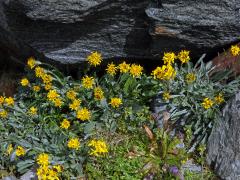 Starček šedý (Senecio incanus subsp. incanus L.)