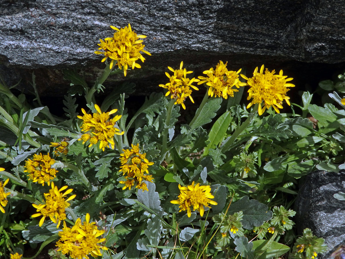 Starček šedý (Senecio incanus subsp. incanus L.)