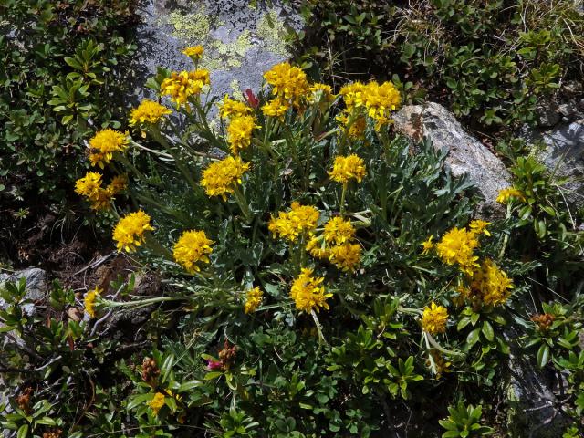 Starček šedý (Senecio incanus subsp. incanus L.)