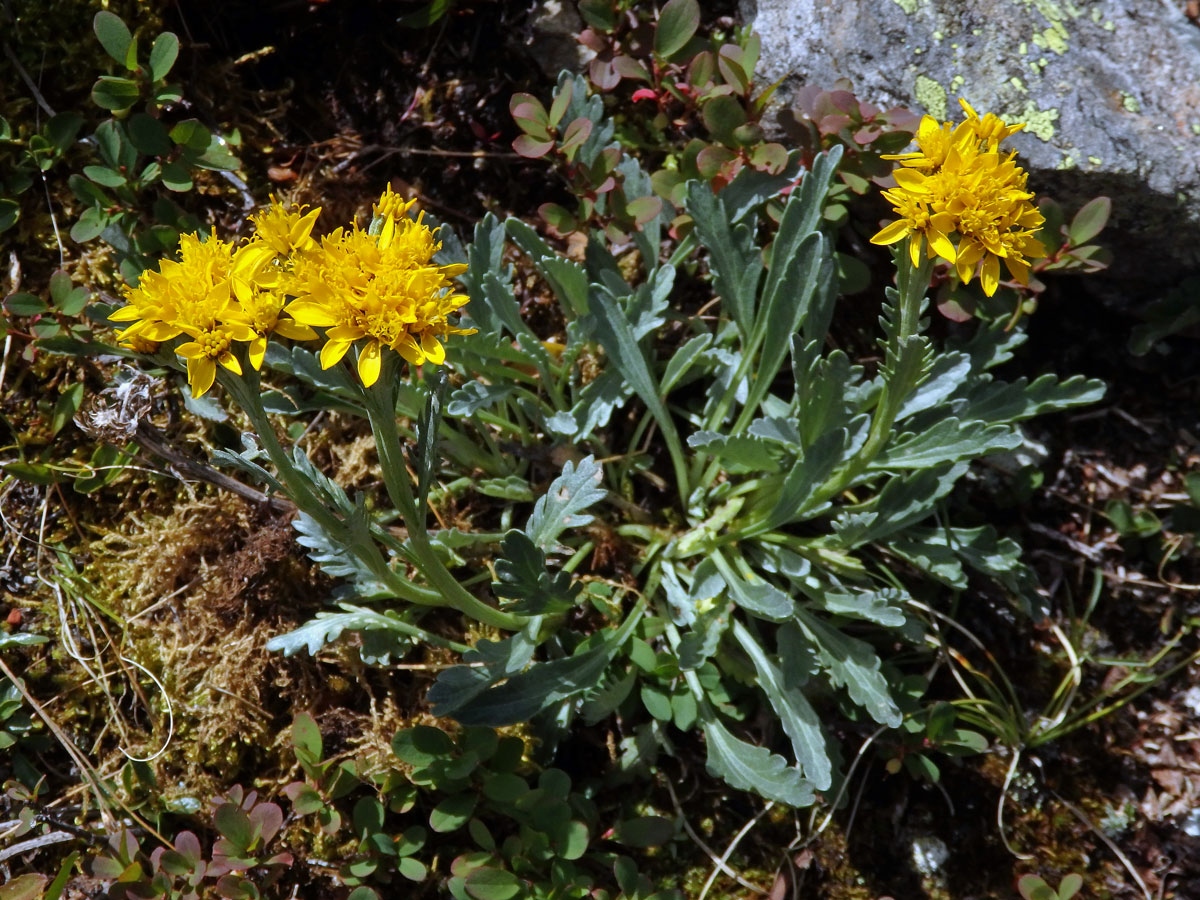 Starček šedý (Senecio incanus subsp. incanus L.)