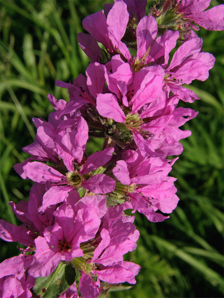 Kyprej vrbice (Lythrum salicaria L.)