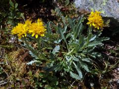 Starček šedý (Senecio incanus subsp. incanus L.)