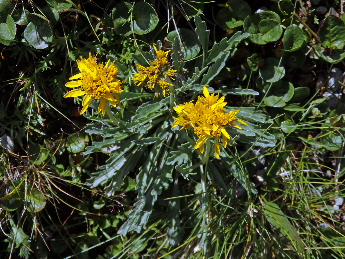 Starček šedý (Senecio incanus subsp. incanus L.)