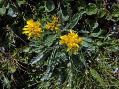 Starček šedý (Senecio incanus subsp. incanus L.)