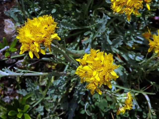 Starček šedý (Senecio incanus subsp. incanus L.)