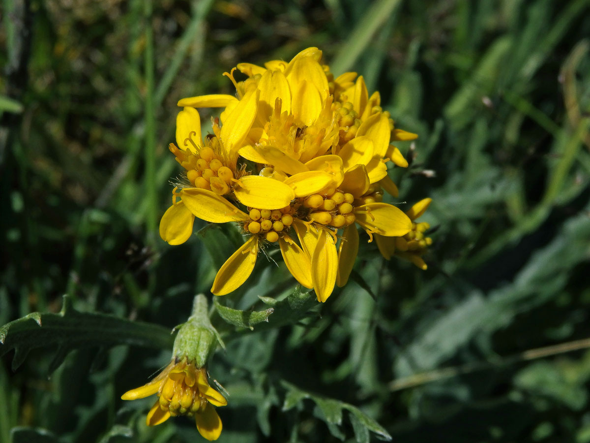 Starček šedý (Senecio incanus subsp. incanus L.)