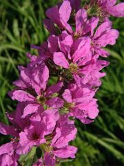 Kyprej vrbice (Lythrum salicaria L.)