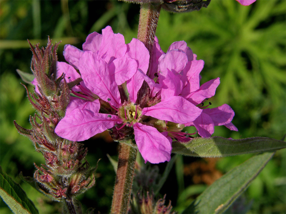 Kyprej vrbice (Lythrum salicaria L.)