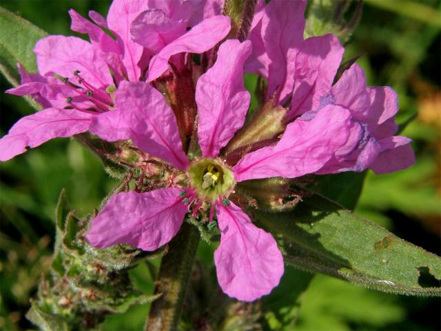 Kyprej vrbice (Lythrum salicaria L.)