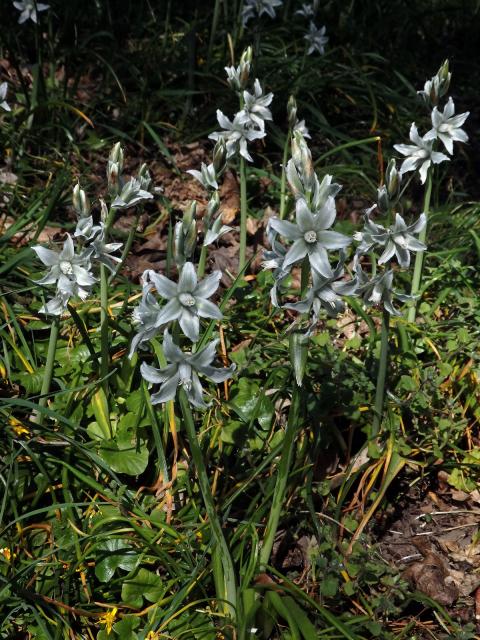 Snědek nicí (Ornithogalum nutans L.)