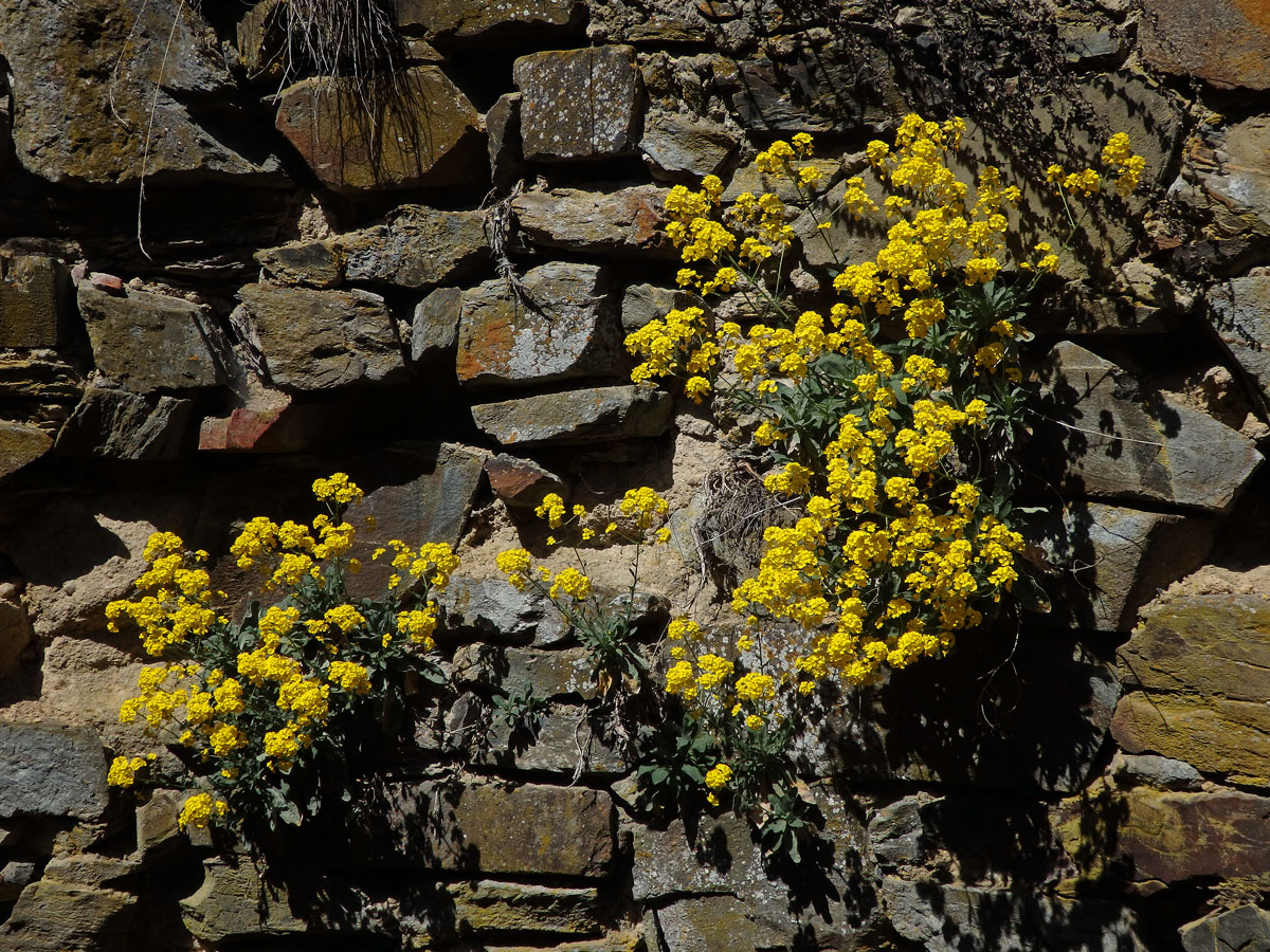 Tařice skalní (Aurinia saxatilis (L.) Desv.)