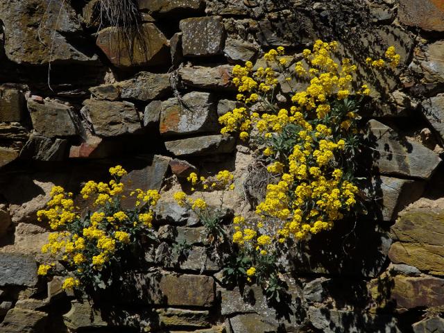 Tařice skalní (Aurinia saxatilis (L.) Desv.)