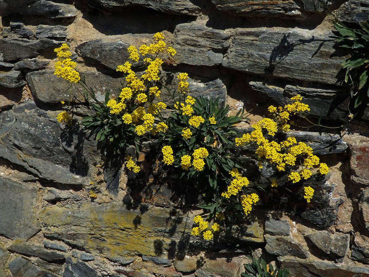 Tařice skalní (Aurinia saxatilis (L.) Desv.)