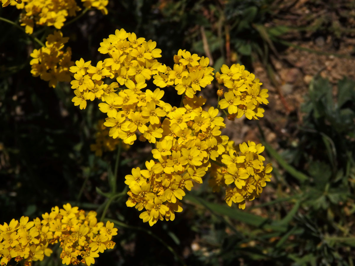 Tařice skalní (Aurinia saxatilis (L.) Desv.)