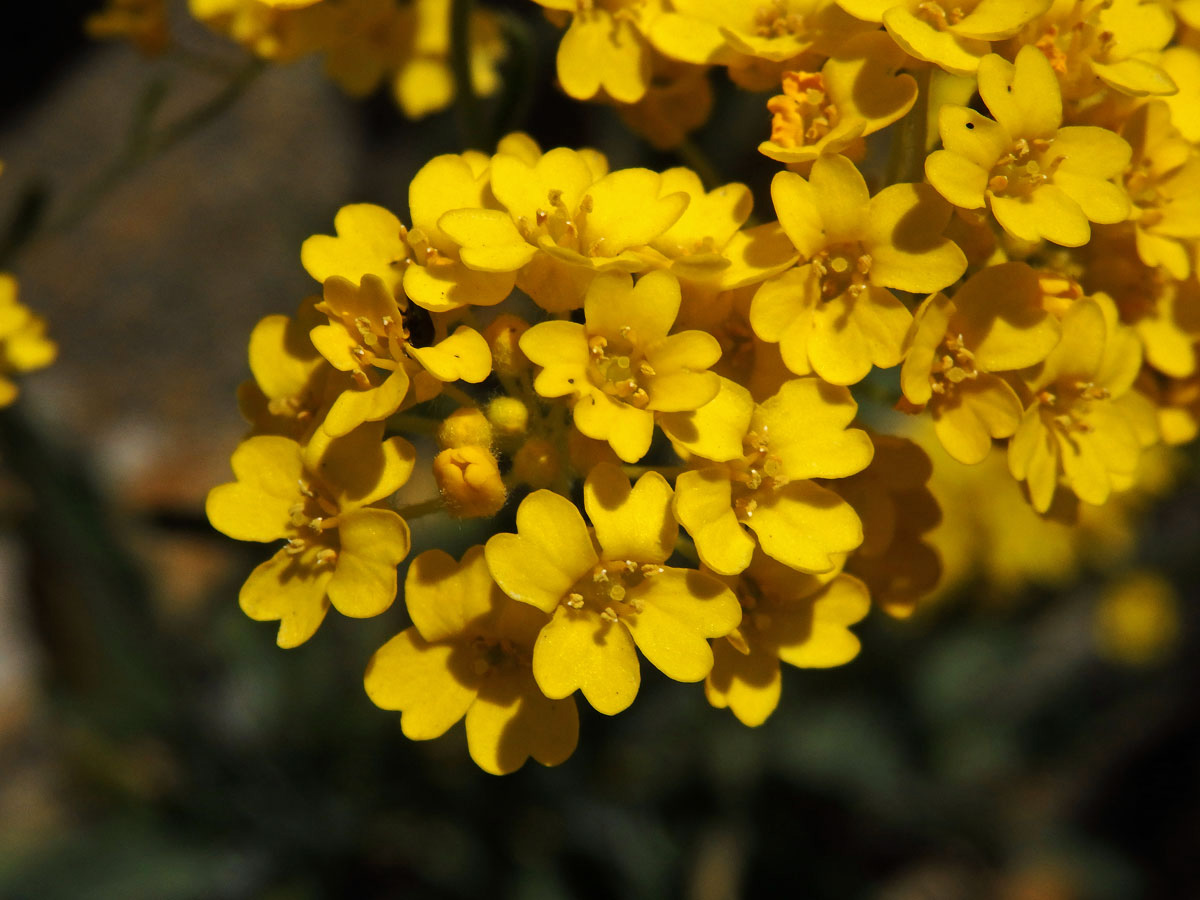 Tařice skalní (Aurinia saxatilis (L.) Desv.)