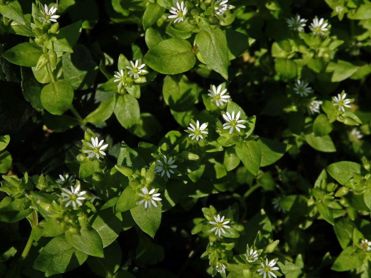 Ptačinec prostřední (žabinec) (Stellaria media (L.) Vill.)