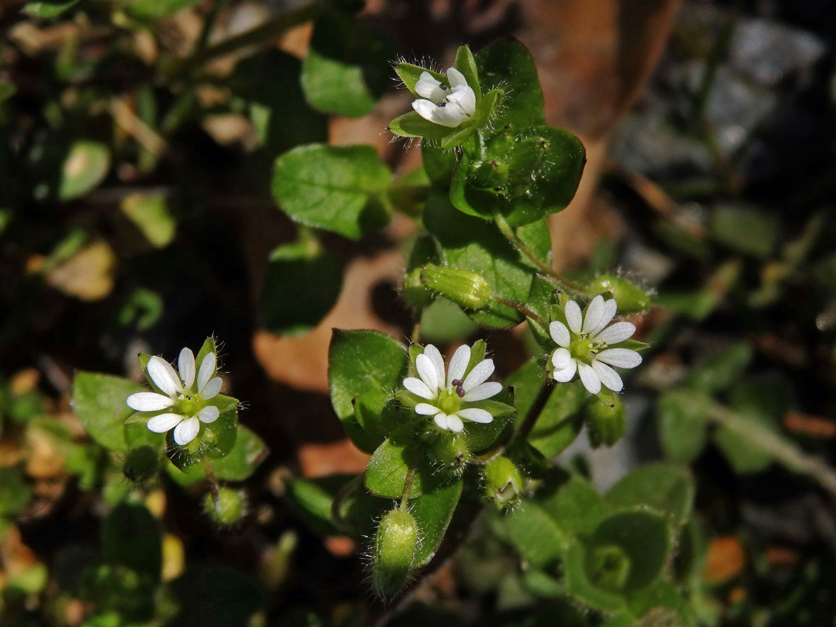 Ptačinec prostřední (žabinec) (Stellaria media (L.) Vill.)