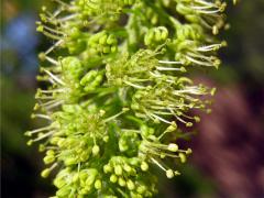 Javor klen (Acer pseudoplatanus L.)